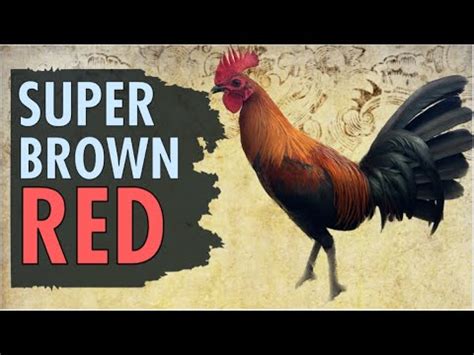 sbr gamefowl|Mt. Banahaw GF.